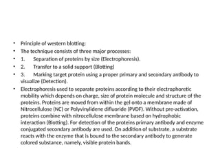 • Principle of western blotting:
• The technique consists of three major processes:
• 1. Separation of proteins by size (Electrophoresis).
• 2. Transfer to a solid support (Blotting)
• 3. Marking target protein using a proper primary and secondary antibody to
visualize (Detection).
• Electrophoresis used to separate proteins according to their electrophoretic
mobility which depends on charge, size of protein molecule and structure of the
proteins. Proteins are moved from within the gel onto a membrane made of
Nitrocellulose (NC) or Polyvinylidene difluoride (PVDF). Without pre-activation,
proteins combine with nitrocellulose membrane based on hydrophobic
interaction (Blotting). For detection of the proteins primary antibody and enzyme
conjugated secondary antibody are used. On addition of substrate, a substrate
reacts with the enzyme that is bound to the secondary antibody to generate
colored substance, namely, visible protein bands.
 