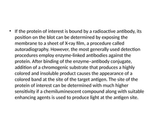 • If the protein of interest is bound by a radioactive antibody, its
position on the blot can be determined by exposing the
membrane to a sheet of X-ray film, a procedure called
autoradiography. However, the most generally used detection
procedures employ enzyme-linked antibodies against the
protein. After binding of the enzyme–antibody conjugate,
addition of a chromogenic substrate that produces a highly
colored and insoluble product causes the appearance of a
colored band at the site of the target antigen. The site of the
protein of interest can be determined with much higher
sensitivity if a chemiluminescent compound along with suitable
enhancing agents is used to produce light at the antigen site.
 