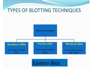 Eastern Blot
 