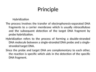 Principle
Hybridization
The process involves the transfer of electrophoresis-separated DNA
fragments to a carrier membrane which is usually nitrocellulose
and the subsequent detection of the target DNA fragment by
probe hybridization.
Hybridization refers to the process of forming a double-stranded
DNA molecule between a single-stranded DNA probe and a single-
stranded target DNA.
Since the probe and target DNA are complementary to each other,
the reaction is specific which aids in the detection of the specific
DNA fragment.
 