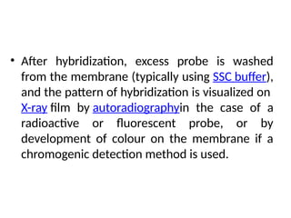• After hybridization, excess probe is washed
from the membrane (typically using SSC buffer),
and the pattern of hybridization is visualized on
X-ray film by autoradiographyin the case of a
radioactive or fluorescent probe, or by
development of colour on the membrane if a
chromogenic detection method is used.
 