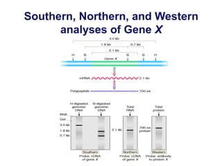 Southern, Northern, and Western
analyses of Gene X
 