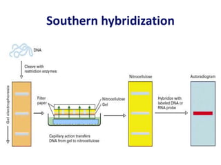 Southern hybridization
Transfer buffer
 