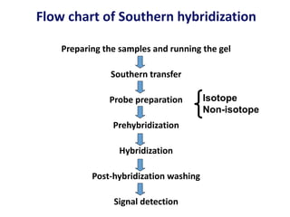 Flow chart of Southern hybridization
Preparing the samples and running the gel
Southern transfer
Probe preparation
Prehybridization
Hybridization
Post-hybridization washing
Signal detection
Isotope
Non-isotope
 