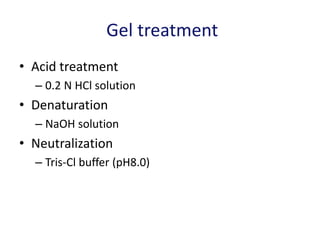 Gel treatment
• Acid treatment
– 0.2 N HCl solution
• Denaturation
– NaOH solution
• Neutralization
– Tris-Cl buffer (pH8.0)
 