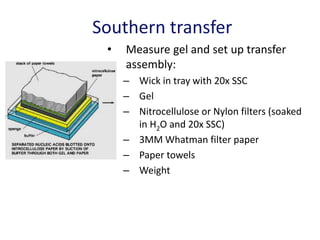 Southern transfer
• Measure gel and set up transfer
assembly:
– Wick in tray with 20x SSC
– Gel
– Nitrocellulose or Nylon filters (soaked
in H2O and 20x SSC)
– 3MM Whatman filter paper
– Paper towels
– Weight
 