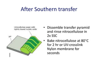 After Southern transfer
• Dissemble transfer pyramid
and rinse nitrocellulose in
2x SSC
• Bake nitrocellulose at 80C
for 2 hr or UV-crosslink
Nylon membrane for
seconds
 