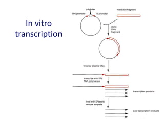In vitro
transcription
 