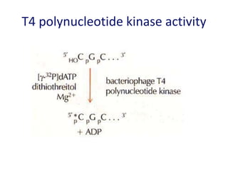 T4 polynucleotide kinase activity
 