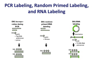 PCR Labeling, Random Primed Labeling,
and RNA Labeling
 