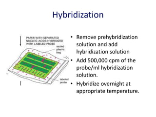 Hybridization
• Remove prehybridization
solution and add
hybridization solution
• Add 500,000 cpm of the
probe/ml hybridization
solution.
• Hybridize overnight at
appropriate temperature.
 