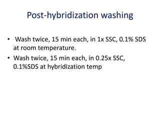 Post-hybridization washing
• Wash twice, 15 min each, in 1x SSC, 0.1% SDS
at room temperature.
• Wash twice, 15 min each, in 0.25x SSC,
0.1%SDS at hybridization temp
 