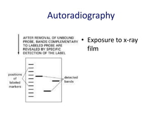 Autoradiography
• Exposure to x-ray
film
 