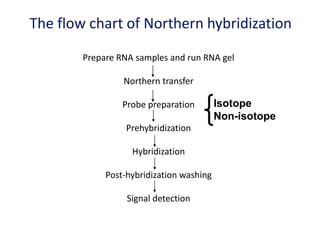 The flow chart of Northern hybridization
Prepare RNA samples and run RNA gel
Northern transfer
Probe preparation
Prehybridization
Hybridization
Post-hybridization washing
Signal detection
Isotope
Non-isotope
 