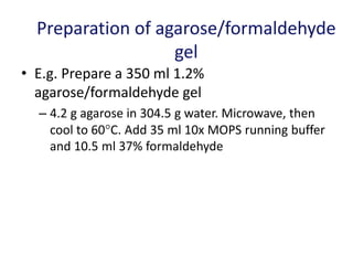 Preparation of agarose/formaldehyde
gel
• E.g. Prepare a 350 ml 1.2%
agarose/formaldehyde gel
– 4.2 g agarose in 304.5 g water. Microwave, then
cool to 60C. Add 35 ml 10x MOPS running buffer
and 10.5 ml 37% formaldehyde
 