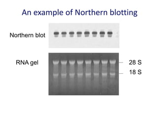 An example of Northern blotting
Northern blot
RNA gel 28 S
18 S
 