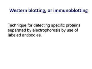 Western blotting, or immunoblotting
Technique for detecting specific proteins
separated by electrophoresis by use of
labeled antibodies.
 