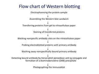 Flow chart of Western blotting
Electrophoresing the protein sample
Assembling the Western blot sandwich
Transferring proteins from gel to nitrocellulose paper
Staining of transferred proteins
Blocking nonspecific antibody sites on the nitrocellulose paper
Probing electroblotted proteins with primary antibody
Washing away nonspecifically bound primary antibody
Detecting bound antibody by horseradish peroxidase-anti-Ig conjugate and
formation of a diaminobenzidine (DAB) precipitate
Photographing the immunoblot
 