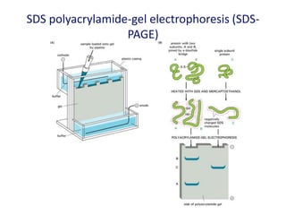 SDS polyacrylamide-gel electrophoresis (SDS-
PAGE)
 