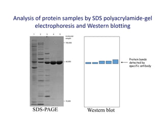Analysis of protein samples by SDS polyacrylamide-gel
electrophoresis and Western blotting
Protein bands
detected by
specific antibody
SDS-PAGE Western blot
 