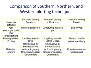 Comparison of Southern, Northern, and
Western blotting techniques
Southern blotting Northern blotting Western blotting
Molecule
detected
DNA (ds) mRNA (ss) Protein
Gel
electrophoresis
Native agarose gel Denaturing agarose
gel
SDS-PAGE
Gel
pretreatment
- -
Blotting method Capillary transfer Capillary transfer Electric transfer
Probes DNA
Radioactive or
nonradioactive
cDNA, cRNA
Radioactive or
nonradioactive
primary antibody
Detection
system
Autoradiography
Chemiluminescent
Colorimetric
Autoradiography
Chemiluminescent
Colorimetric
Chemiluminescent
Colorimetric
 