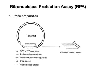 Ribonuclease Protection Assay (RPA)
1. Probe preparation
 