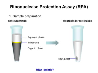 Ribonuclease Protection Assay (RPA)
1. Sample preparation
 