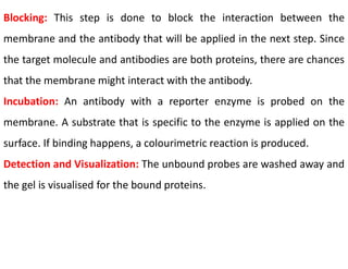 Blocking: This step is done to block the interaction between the
membrane and the antibody that will be applied in the next step. Since
the target molecule and antibodies are both proteins, there are chances
that the membrane might interact with the antibody.
Incubation: An antibody with a reporter enzyme is probed on the
membrane. A substrate that is specific to the enzyme is applied on the
surface. If binding happens, a colourimetric reaction is produced.
Detection and Visualization: The unbound probes are washed away and
the gel is visualised for the bound proteins.
 
