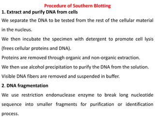 Procedure of Southern Blotting
1. Extract and purify DNA from cells
We separate the DNA to be tested from the rest of the cellular material
in the nucleus.
We then incubate the specimen with detergent to promote cell lysis
(frees cellular proteins and DNA).
Proteins are removed through organic and non-organic extraction.
We then use alcohol precipitation to purify the DNA from the solution.
Visible DNA fibers are removed and suspended in buffer.
2. DNA fragmentation
We use restriction endonuclease enzyme to break long nucleotide
sequence into smaller fragments for purification or identification
process.
 