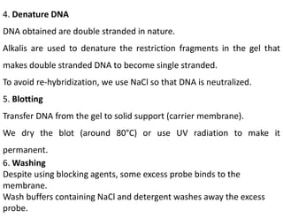 4. Denature DNA
DNA obtained are double stranded in nature.
Alkalis are used to denature the restriction fragments in the gel that
makes double stranded DNA to become single stranded.
To avoid re-hybridization, we use NaCl so that DNA is neutralized.
5. Blotting
Transfer DNA from the gel to solid support (carrier membrane).
We dry the blot (around 80°C) or use UV radiation to make it
permanent.
6. Washing
Despite using blocking agents, some excess probe binds to the
membrane.
Wash buffers containing NaCl and detergent washes away the excess
probe.
 