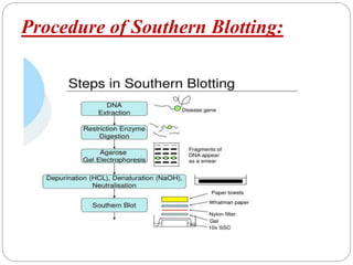 Procedure of Southern Blotting:
 