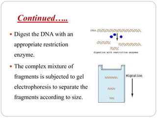 Continued…..
 Digest the DNA with an
appropriate restriction
enzyme.
 The complex mixture of
fragments is subjected to gel
electrophoresis to separate the
fragments according to size.
 