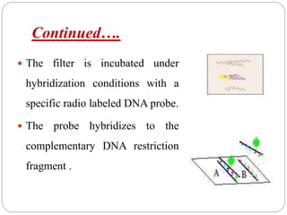 Continued….
 The filter is incubated under
hybridization conditions with a
specific radio labeled DNA probe.
 The probe hybridizes to the
complementary DNA restriction
fragment .
 