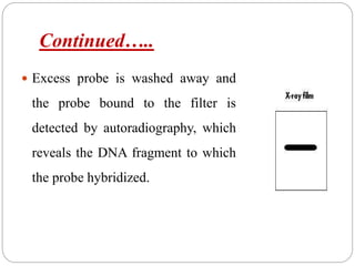 Continued…..
 Excess probe is washed away and
the probe bound to the filter is
detected by autoradiography, which
reveals the DNA fragment to which
the probe hybridized.
 