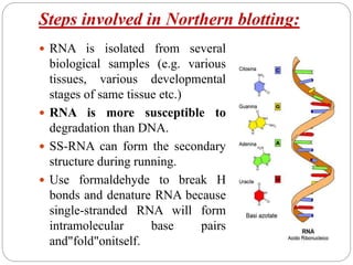 Steps involved in Northern blotting:
 RNA is isolated from several
biological samples (e.g. various
tissues, various developmental
stages of same tissue etc.)
 RNA is more susceptible to
degradation than DNA.
 SS-RNA can form the secondary
structure during running.
 Use formaldehyde to break H
bonds and denature RNA because
single-stranded RNA will form
intramolecular base pairs
and"fold"onitself.
 