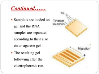 Continued……
 Sample’s are loaded on
gel and the RNA
samples are separated
according to their size
on an agarose gel .
 The resulting gel
following after the
electrophoresis run.
 