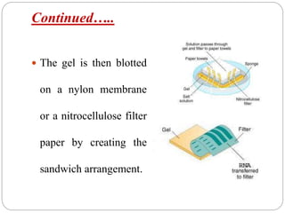 Continued…..
 The gel is then blotted
on a nylon membrane
or a nitrocellulose filter
paper by creating the
sandwich arrangement.
 