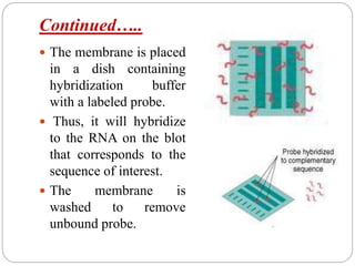 Continued…..
 The membrane is placed
in a dish containing
hybridization buffer
with a labeled probe.
 Thus, it will hybridize
to the RNA on the blot
that corresponds to the
sequence of interest.
 The membrane is
washed to remove
unbound probe.
 