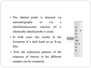  The labeled probe is detected via
autoradiography or via a
chemiluminescence reaction (if a
chemically labeled probe is used).
 In both cases this results in the
formation of a dark band on an X-ray
film.
 Now the expression patterns of the
sequence of interest in the different
samples can be compared.
 