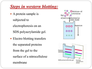 Steps in western blotting:
 A protein sample is
subjected to
electrophoresis on an
SDS polyacrylamide gel.
 Electro blotting transfers
the separated proteins
from the gel to the
surface of a nitrocellulose
membrane
 