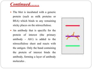 Continued……
 The blot is incubated with a generic
protein (such as milk proteins or
BSA) which binds to any remaining
sticky places on the nitrocellulose.
 An antibody that is specific for the
protein of interest (the primary
antibody - Ab1) is added to the
nitrocellulose sheet and reacts with
the antigen. Only the band containing
the protein of interest binds the
antibody, forming a layer of antibody
molecules .
 