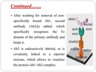 Continued……
 After washing for removal of non-
specifically bound Ab1, second
antibody (Ab2)is added, which
specifically recognizes the Fc
domain of the primary antibody and
binds it.
 Ab2 is radioactively labeled, or is
covalently linked to a reporter
enzyme, which allows to visualize
the protein-Ab1-Ab2 complex.
 