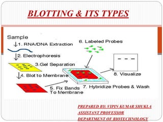 PREPARED BY: VIPIN KUMAR SHUKLA
ASSISTANT PROFESSOR
DEPARTMENT OF BIOTECHNOLOGY
BLOTTING & ITS TYPES
 