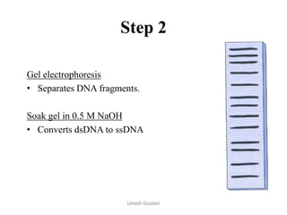 Step 2
Gel electrophoresis
• Separates DNA fragments.
Soak gel in 0.5 M NaOH
• Converts dsDNA to ssDNA
Umesh Goutam
 