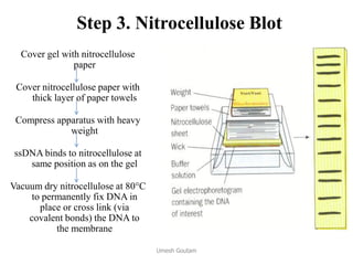Step 3. Nitrocellulose Blot
Cover gel with nitrocellulose
paper
Cover nitrocellulose paper with
thick layer of paper towels
Compress apparatus with heavy
weight
ssDNA binds to nitrocellulose at
same position as on the gel
Vacuum dry nitrocellulose at 80C
to permanently fix DNA in
place or cross link (via
covalent bonds) the DNA to
the membrane
Umesh Goutam
 