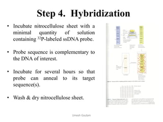 Step 4. Hybridization
• Incubate nitrocellulose sheet with a
minimal quantity of solution
containing 32P-labeled ssDNA probe.
• Probe sequence is complementary to
the DNA of interest.
• Incubate for several hours so that
probe can anneal to its target
sequence(s).
• Wash & dry nitrocellulose sheet.
Umesh Goutam
 