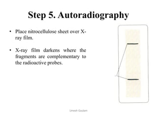 Step 5. Autoradiography
• Place nitrocellulose sheet over X-
ray film.
• X-ray film darkens where the
fragments are complementary to
the radioactive probes.
Umesh Goutam
 