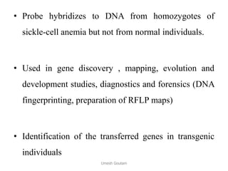• Probe hybridizes to DNA from homozygotes of
sickle-cell anemia but not from normal individuals.
• Used in gene discovery , mapping, evolution and
development studies, diagnostics and forensics (DNA
fingerprinting, preparation of RFLP maps)
• Identification of the transferred genes in transgenic
individuals
Umesh Goutam
 