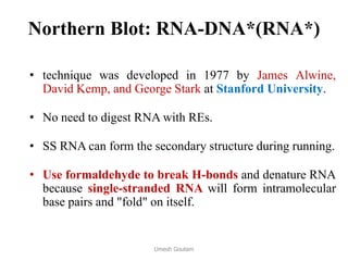 Northern Blot: RNA-DNA*(RNA*)
• technique was developed in 1977 by James Alwine,
David Kemp, and George Stark at Stanford University.
• No need to digest RNA with REs.
• SS RNA can form the secondary structure during running.
• Use formaldehyde to break H-bonds and denature RNA
because single-stranded RNA will form intramolecular
base pairs and "fold" on itself.
Umesh Goutam
 
