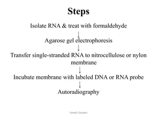 Steps
Isolate RNA & treat with formaldehyde
Agarose gel electrophoresis
Transfer single-stranded RNA to nitrocellulose or nylon
membrane
Incubate membrane with labeled DNA or RNA probe
Autoradiography
Umesh Goutam
 